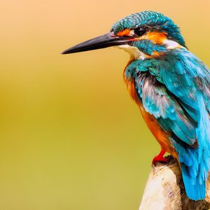 Vorschaubild BirdNET: Vogelstimmen einfach erkennen